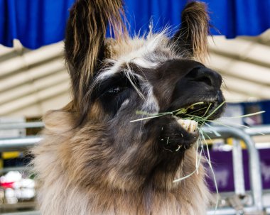 Llama eating or chewing grass clipart