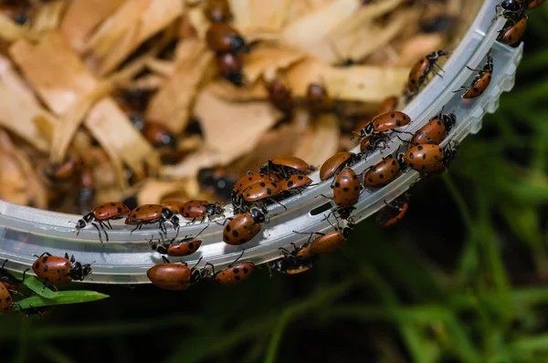 Punainen leidi Bug kuoriaiset — kuvapankkivalokuva