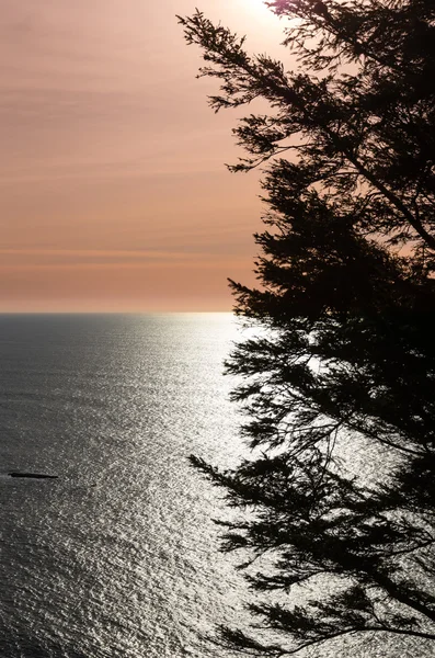 在日落时平静的海洋与树 — 图库照片