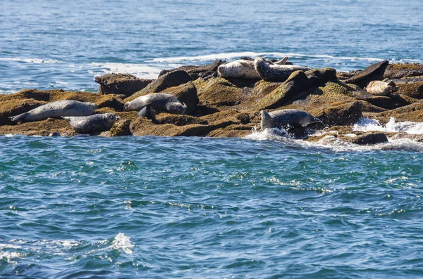 Focas del puerto en una isla rocosa — Foto de Stock