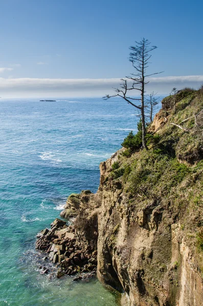 Árbol solitario en un promontorio con vistas al océano — Foto de Stock