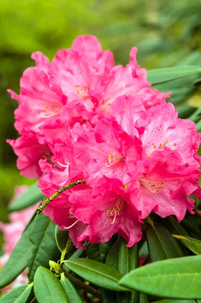 Rosa flor Rhododendron em plena floração — Fotografia de Stock