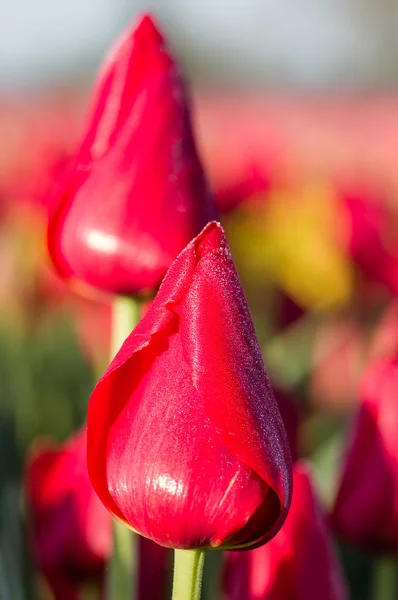 Red tulips blooming — Stock Photo, Image