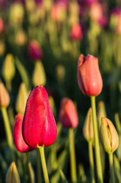 Поле квітів червоних тюльпанів, що цвітуть — стокове фото
