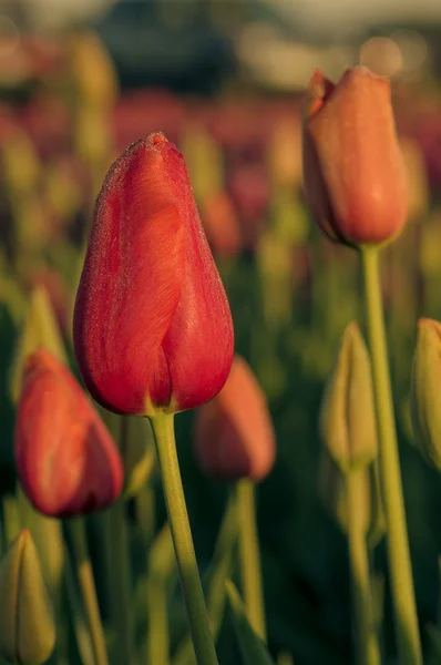 Virágzó mező piros tulipán — Stock Fotó