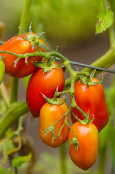 Wklej lub pomidory w ogrodzie — Zdjęcie stockowe
