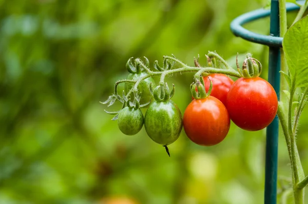 Czerwone i zielone pomidory — Zdjęcie stockowe