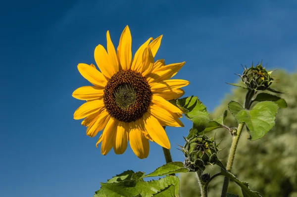 Yellow sunflower with blue sky background — Stock Photo, Image