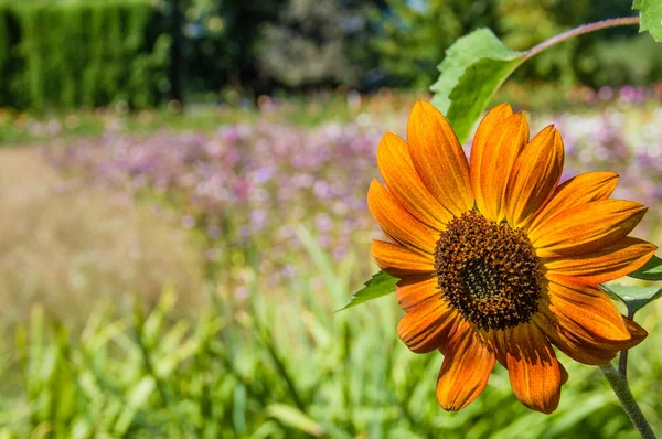 Orange sunflower blossom in a meadow — Stock Photo, Image