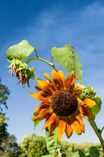 Orange sunflower with blue sky — Stock Photo, Image