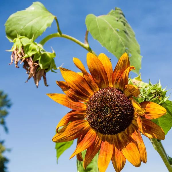Orange sunflower with blue sky — Stock Photo, Image