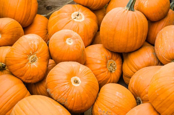 Oranje pompoenen op display — Stockfoto