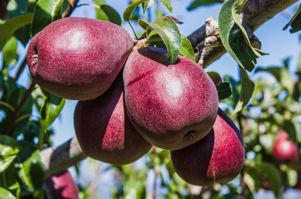 Group of red pears in an orchard — Stock Photo, Image