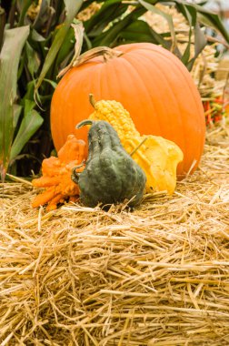 su kabakları ve turuncu kabak hay