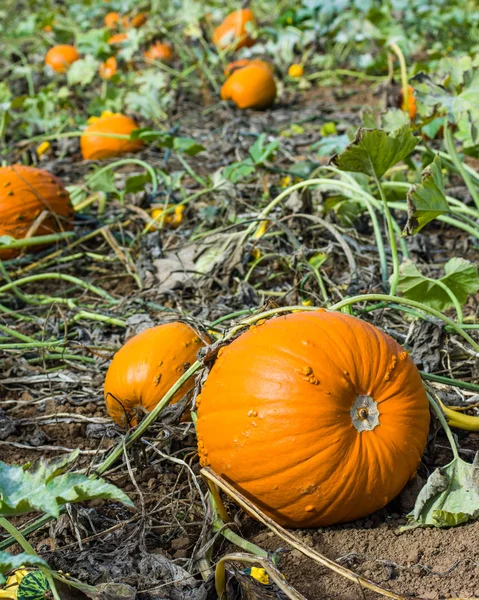 Orange pumpkins in a farm field — Stock Photo, Image