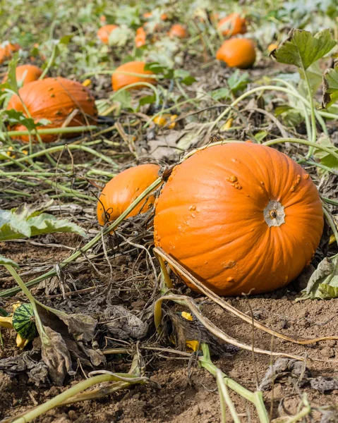 Orange pumpkins in a farm field — Stock Photo, Image