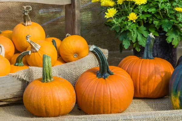 Pumpkin display at a fall festival — Stock Photo, Image