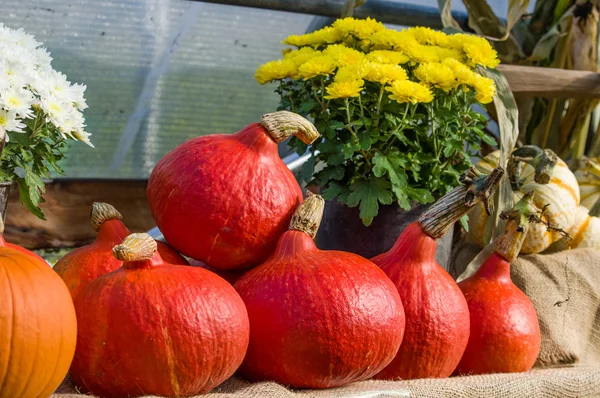 Red squash on display at a fall festival — Stock Photo, Image