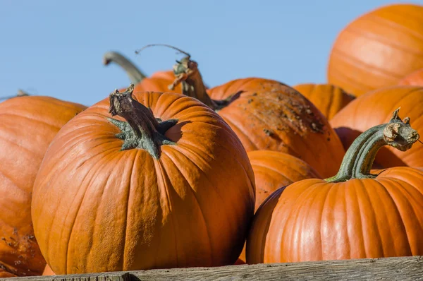 Orange halloween pumpkins on display — Stock Photo, Image