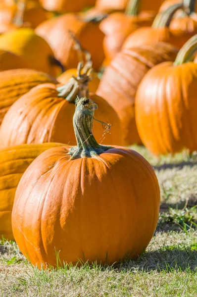 Halloween pumpkins in a rural field — Stock Photo, Image