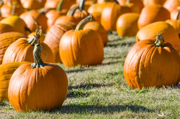 Field of orange pumpkins on grass — Stock Photo, Image