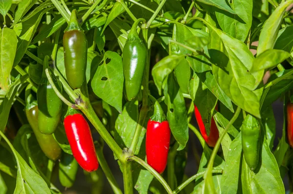 Jalapeno hot peppers on bush — Stock Photo, Image