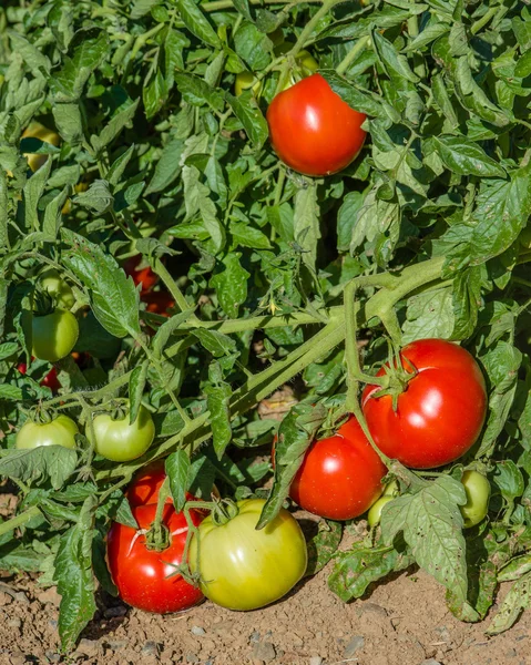 Kırmızı domates domates asma