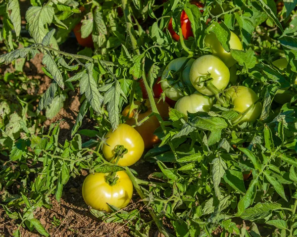 asma üzerinde kırmızı ve yeşil domates