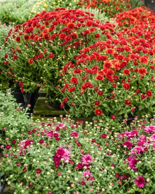 Çiçek çiçek açan Kasımpatı sonbahar