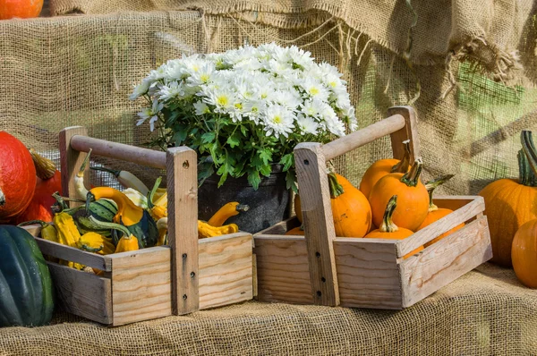 Display of pumpkins and fall gourds — Stock Photo, Image
