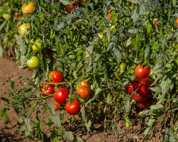 Rangée de plants de tomates dans le champ — Photo