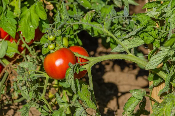 藤蔓上成熟的西红柿 — 图库照片
