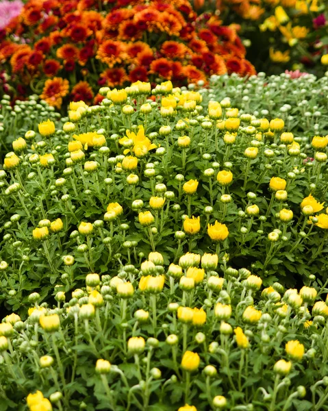 Fall blooming chrysanthemums in bloom — Stock Photo, Image