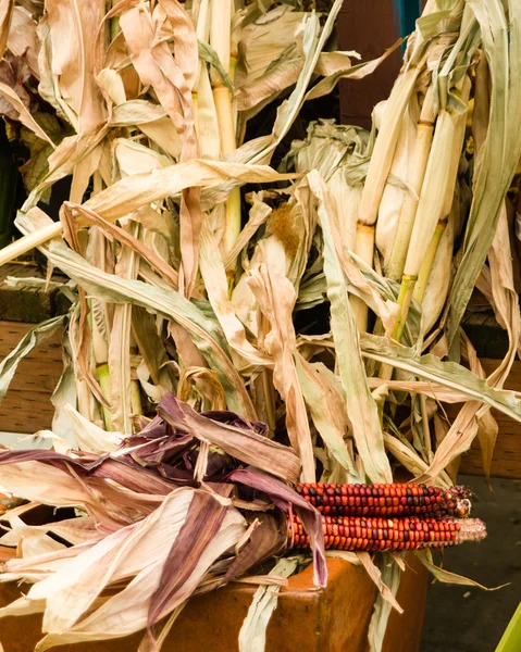 Indian Corn with corn stalks — Stock Photo, Image