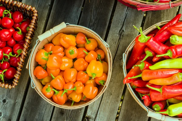 Orange hot peppers in a picking basket — Stock Photo, Image