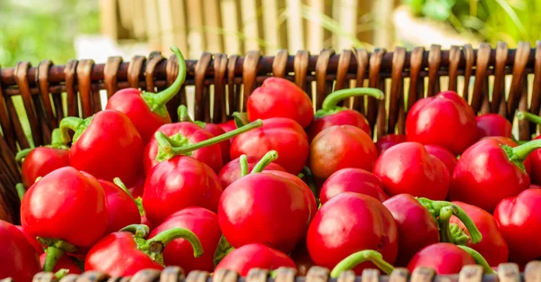 Red hot cherry peppers in basket — Stock Photo, Image