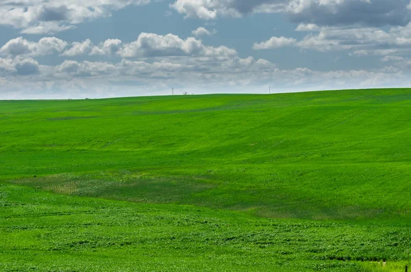 Зелені поля новопосадженої пшениці — стокове фото