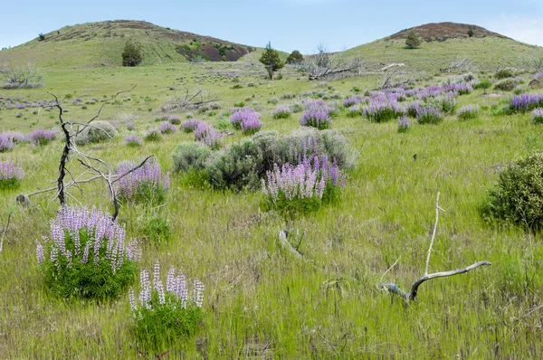 Wildflower weiland met paarse lupine — Stockfoto
