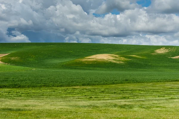 Champs de blé nouvellement plantés avec des nuages — Photo