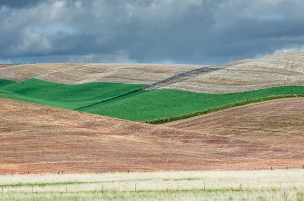 Glooiende groene velden van tarwe — Stockfoto