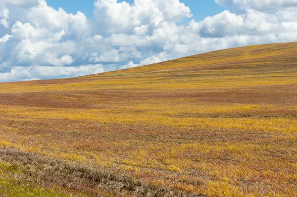 Gyllene stubb i skördade fält — Stockfoto