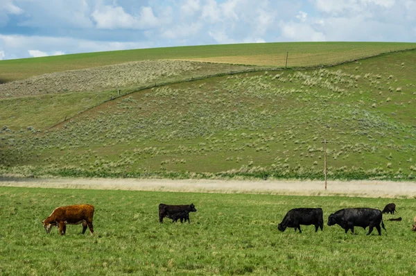 Kırsal bir çiftlikte otlatma sığır — Stok fotoğraf