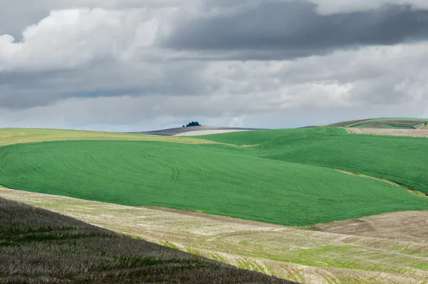 Jordbruket gård fält med grön vete — Stockfoto