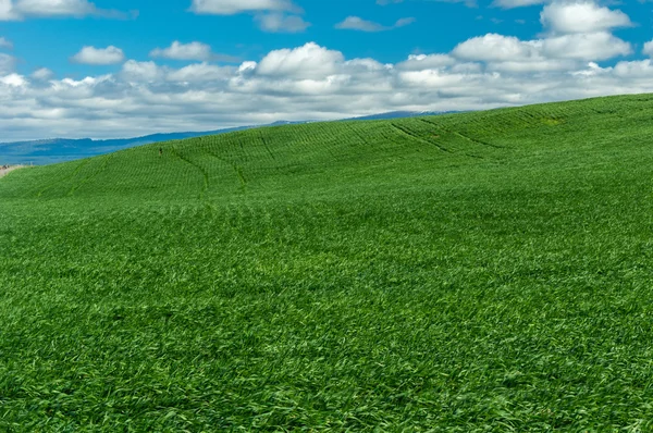 Rullande gård fältet grön vete — Stockfoto