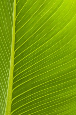 Arka yeşil yaprak damarları ile yaktı