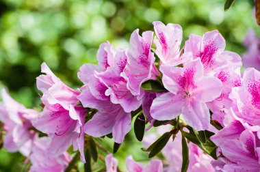 Bush pembe açelya çiçek