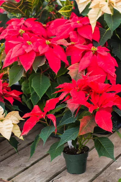 Wystawa kwiatów czerwonych poinsettia — Zdjęcie stockowe