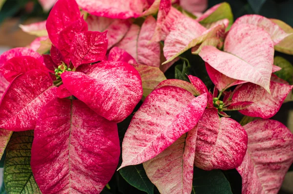 Bunte rote und weiße Weihnachtssterne — Stockfoto