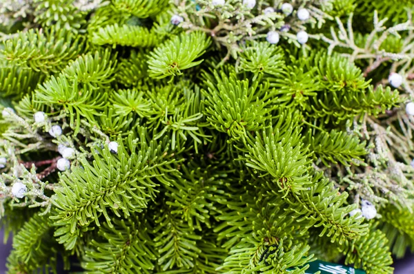 Evergreen boughs with juniper berries — Stock Photo, Image