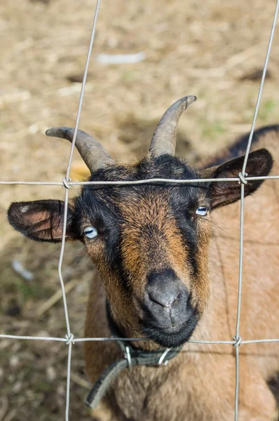 Goat looking through fence wire — Stock Photo, Image
